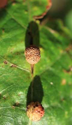 Acraspis pezomachoides by Jeff Clark. Used under a CC BY 4.0 license.