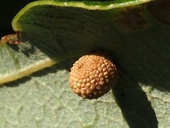 Acraspis macrocarpae gall on Quercus macrocarpa by Peter Chen 2.0. Used under a CC BY 4.0 license.