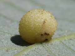 Acraspis quercushirta gall on Quercus macrocarpa by peterwchen. Used under a CC BY 4.0 license.