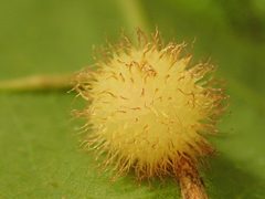 Acraspis villosa leaf gall by Yann Kemper. Used under a CC0 license.