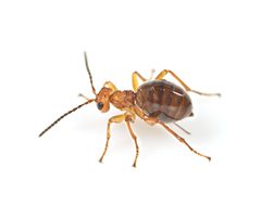 Oak Apple Gall Wasp by AJC1. Used under a CC BY-SA 2.0 license.