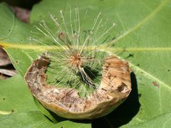 Amphibolips quercusinanis-empty gall by peterwchen. Used under a CC BY 4.0 license.