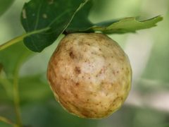 Amphibolips quercusinanis-gall by peterwchen. Used under a CC BY 4.0 license.
