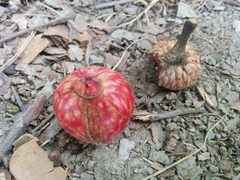 Acorn Plum Gall by Tasseophile. Used under a CC0 license.