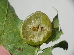 Amphibolips quercusostensackenii gall interior mosbo6 by Natthager. Used under a CC BY-SA 4.0 license.