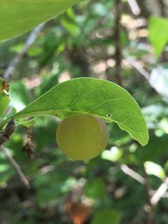 Amphibolips quercusracemaria by Jonathan Layman. Used under a CC BY 4.0 license.