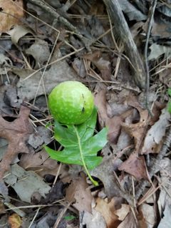 Amphibolips quercusspongifica leaf gall by Daniel McClosky. Used under a CC BY 4.0 license.