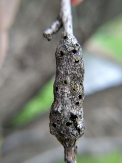 Irregular Spindle Gall Wasp imported from iNaturalist photo 262314608 on 16 March 2024 by no rights reserved. Used under a CC0 license.