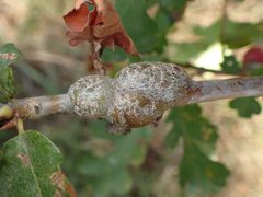 Irregular Spindle Gall Wasp imported from iNaturalist photo 323700799 on 16 March 2024 by (c) Sus scrofa, some rights reserved (CC BY). Used under a CC BY 4.0 license.