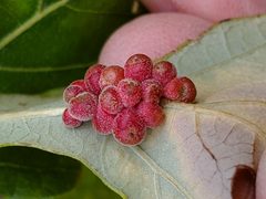 Andricus dimorphus galls on Bur Oak leaf by Friesen5000. Used under a CC BY-SA 4.0 license.