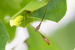 Hair Stalk Gall Wasp imported from iNaturalist photo 14939182 on 24 October 2023 by (c) Ken-ichi Ueda, some rights reserved (CC BY). Used under a CC BY 4.0 license.