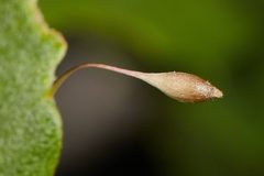Hair Stalk Gall Wasp imported from iNaturalist photo 278608118 on 24 October 2023 by (c) Ken-ichi Ueda, some rights reserved (CC BY). Used under a CC BY 4.0 license.