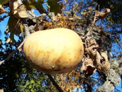 Andricus quercuscalifornicus-Female Gall on Quercus lobata-1 by Eugene Zelenko. Used under a CC BY-SA 4.0 license.