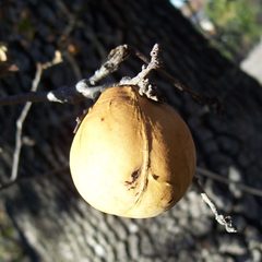 Andricus quercuscalifornicus-Female Gall on Quercus lobata-2 by Eugene Zelenko. Used under a CC BY-SA 4.0 license.