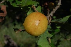 Andricus quercuscalifornicus-Female Gall on Quercus lobata-3 by Eugene Zelenko. Used under a CC BY-SA 4.0 license.