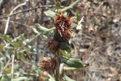 Andricus quercusfoliatus by Austin Pursley. Used under a CC0 license.