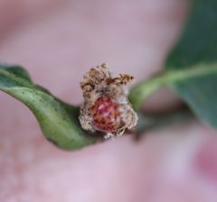 Andricus quercusfrondosus by Jeff Clark. Used under a CC BY 4.0 license.