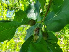 Gall of Oak Petiole Gall Wasp Andricus quercuspetiolicola on Bur Oak by Friesen5000. Used under a CC BY-SA 4.0 license.