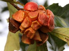 Andricus quercusstrobilanus galls by Peter Chen 2.0. Used under a CC BY 4.0 license.