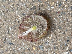 Interior of gall - Andricus vacciniifoliae - CA Plumas County 2023 June by Jengod. Used under a CC BY-SA 4.0 license.