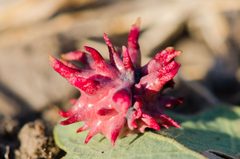 Cynips quercusechinus by Franco Folini from San Francisco, USA. Used under a CC BY-SA 2.0 license.