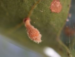 Atrusca clavuloides gall by iNaturalist user: icosahedron. Used under a CC BY 4.0 license.
