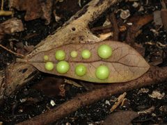 Belonocnema treatae galls by Katja Schulz. Used under a CC BY 4.0 license.