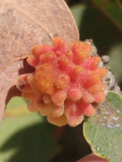 Coral Gall Wasp imported from iNaturalist photo 52728930 on 24 October 2023 by no rights reserved. Used under a CC0 license.