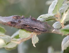 Callirhytis perdens gall by Millie Basden. Used under a CC BY 4.0 license.