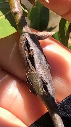 Ruptured Twig Gall Wasp imported from iNaturalist photo 224917685 on 24 October 2023 by (c) LJ Moore-McClelland, some rights reserved (CC BY). Used under a CC BY 4.0 license.