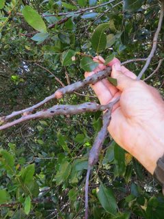 Ruptured Twig Gall Wasp imported from iNaturalist photo 79415842 on 24 October 2023 by (c) Garth Harwood, some rights reserved (CC BY). Used under a CC BY 4.0 license.
