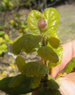 Ball Gall Wasp imported from iNaturalist photo 269644785 on 23 October 2023 by (c) Garth Harwood, some rights reserved (CC BY). Used under a CC BY 4.0 license.