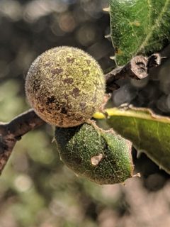 Callirhytis quercusagrifoliae by iNaturalist user: garmonb0zia. Used under a CC0 license.