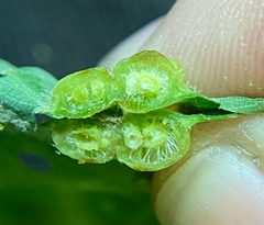 Callirhytis quercusfutilis-galls-internal by esummerbell (Emily Summerbell). Used under a CC BY 4.0 license.