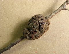 Callirhytis quercuspunctata gall by Beatriz Moisset. Used under a CC BY-SA 4.0 license.