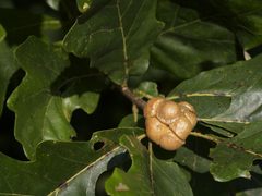 Gouty Oak Gall - Flickr - treegrow by Katja Schulz from Washington, D. C., USA. Used under a CC BY 2.0 license.