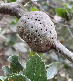 Callirhytis quercussuttoni gall by Irene. Used under a CC0 license.