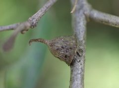Callirhytis quercusventricosa gall by Jeff Clark. Used under a CC BY 4.0 license.
