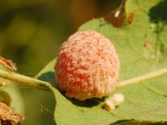 Cynips conspicuus gall by Eddie Dunbar. Used under a CC BY-SA 4.0 license.