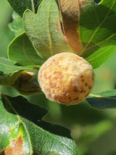 Cynips mirabilis gall by Garth Harwood. Used under a CC BY 4.0 license.