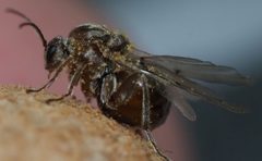 Disholcaspis cinerosa by Adam Kranz. Used under a CC0 license.