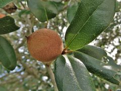 Disholcaspis cinerosa gall by Annika Lindqvist. Used under a CC BY 4.0 license.