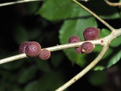 Disholcaspis globosa galls by Jeff Clark. Used under a CC BY 4.0 license.