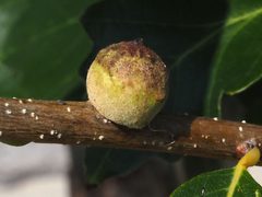 Disholcaspis quercusmamma gall by Peter Chen 2.0. Used under a CC BY 4.0 license.