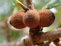 Disholcaspis quercusvirens galls by iNaturalist user: mfeaver. Used under a CC BY 4.0 license.
