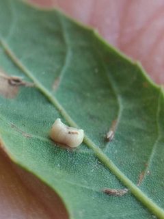 Dryocosmus dubiosus 1 by Michele Jones. Used under a CC BY 4.0 license.