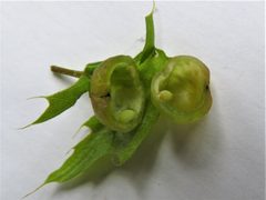 Dryocosmus quercuspalustris by Annika Lindqvist. Used under a CC BY 4.0 license.