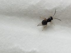 Dryocosmus quercuspalustris 002 by Lottery Discountz. Used under a CC0 license.