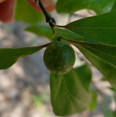 Dryocosmus quercuspalustris 1 by Leila Dasher. Used under a CC BY 4.0 license.