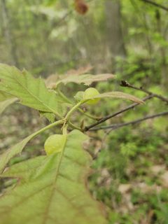 Dryocosmus quercuspalustris May15 by Feralcateater000. Used under a CC0 license.